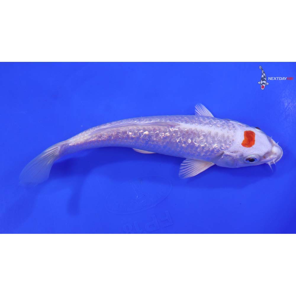 6.5” Imported Gin Rin Hariwake - Image 2