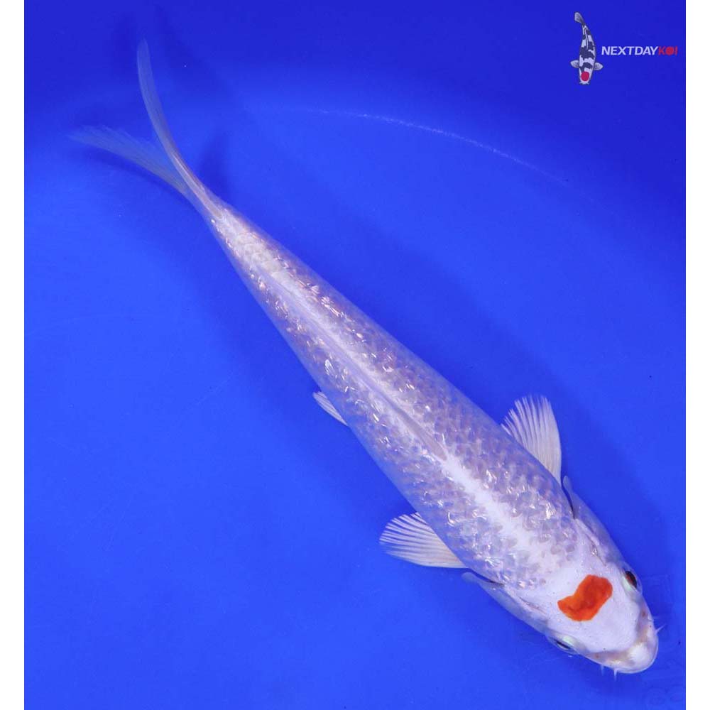 6.5” Imported Gin Rin Hariwake - Image 3