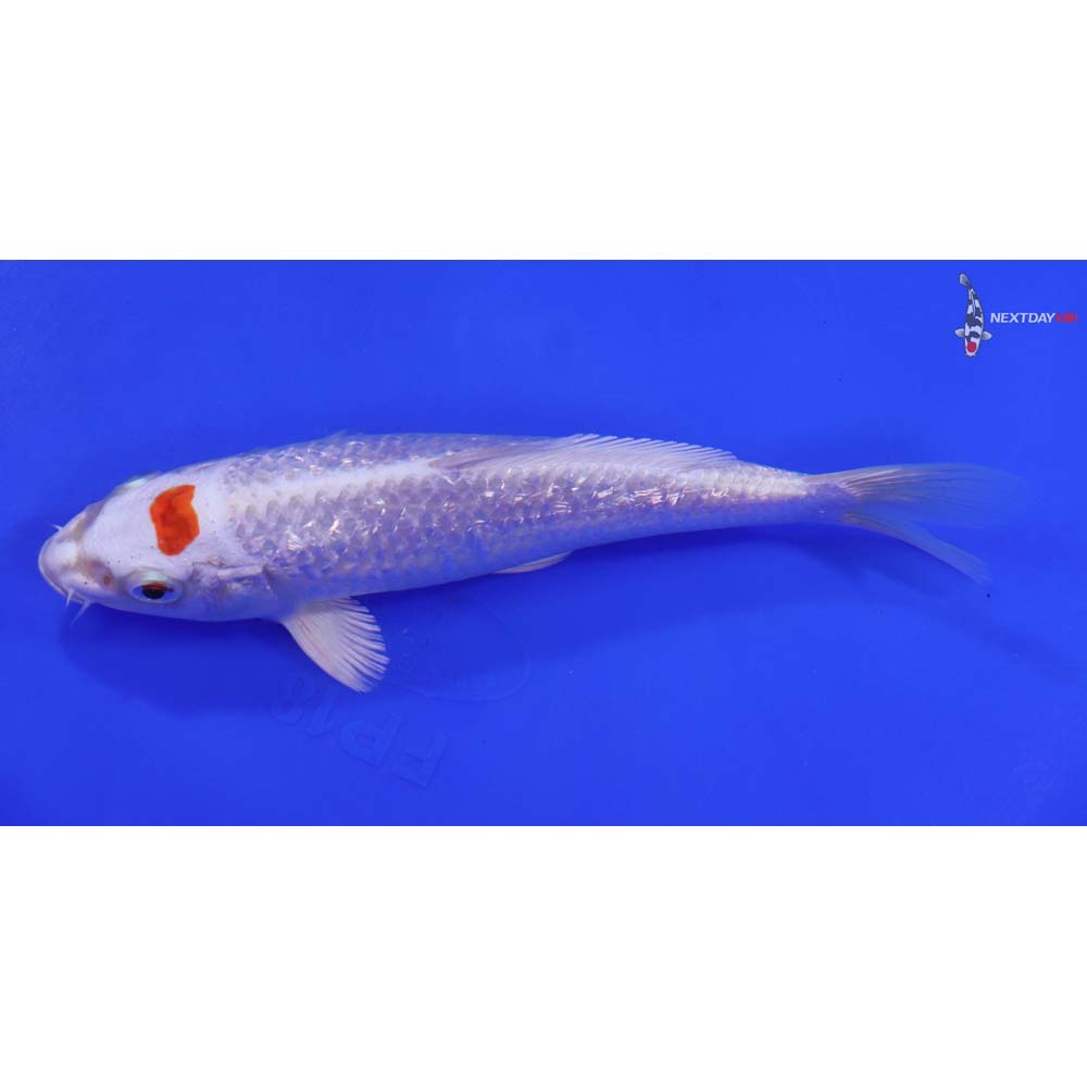 6.5” Imported Gin Rin Hariwake - Image 4