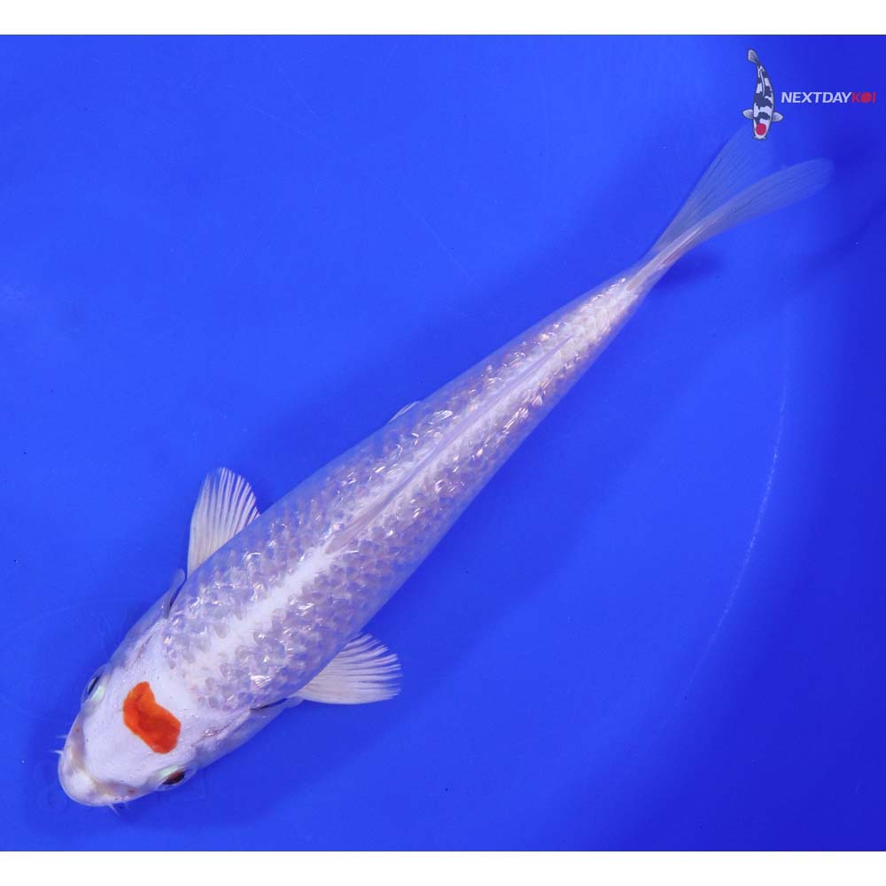 6.5” Imported Gin Rin Hariwake - Image 5