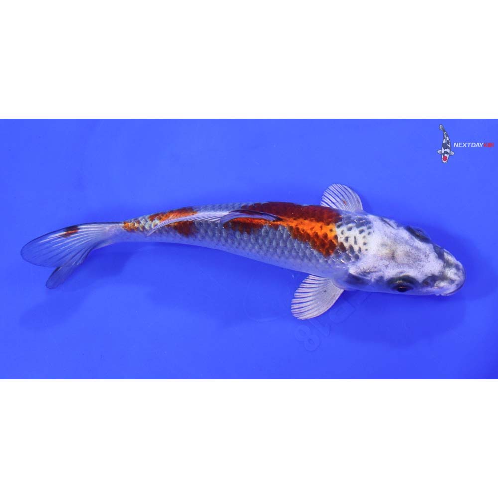 6” Imported Kujaku - Image 2