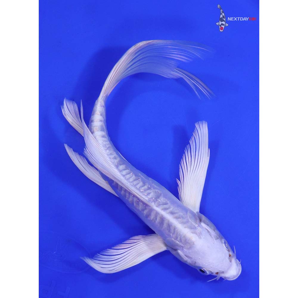Koi Fish For Sale | Next Day Koi Koi Fish For Sale | Next Day Koi