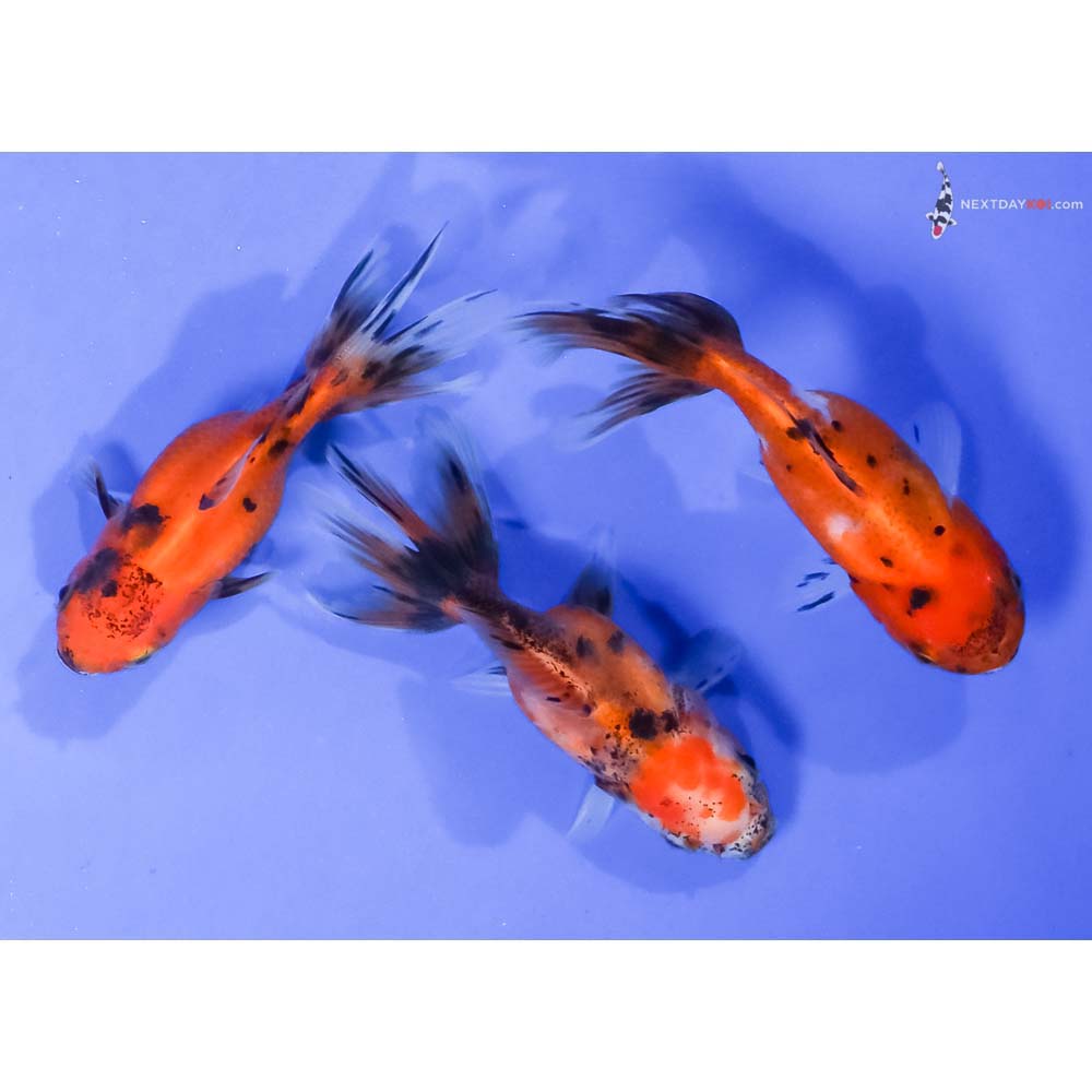 Lot of (3) 3.5-4” Imported Calico Oranda