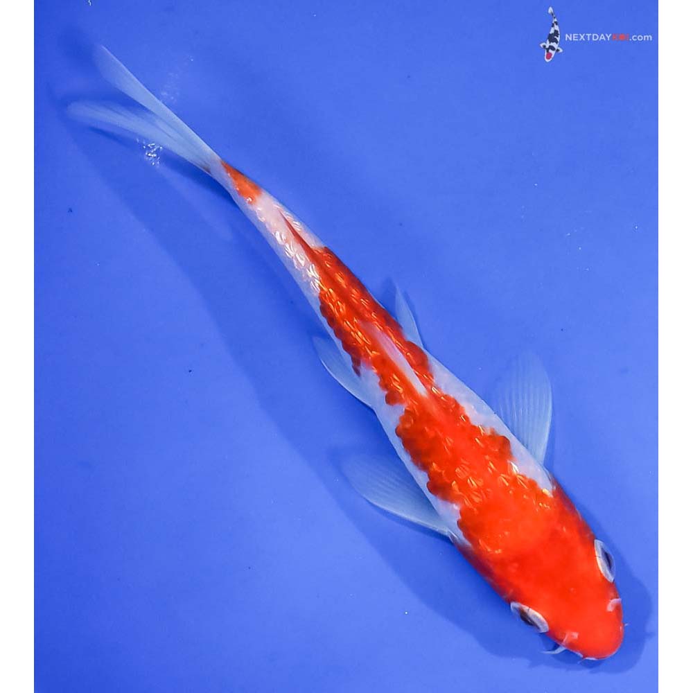 6” Imported Gin Rin Kohaku - Image 3