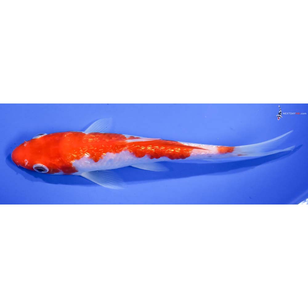 6” Imported Gin Rin Kohaku - Image 4