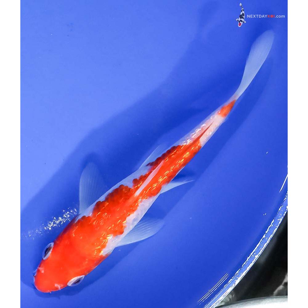 6” Imported Gin Rin Kohaku - Image 5