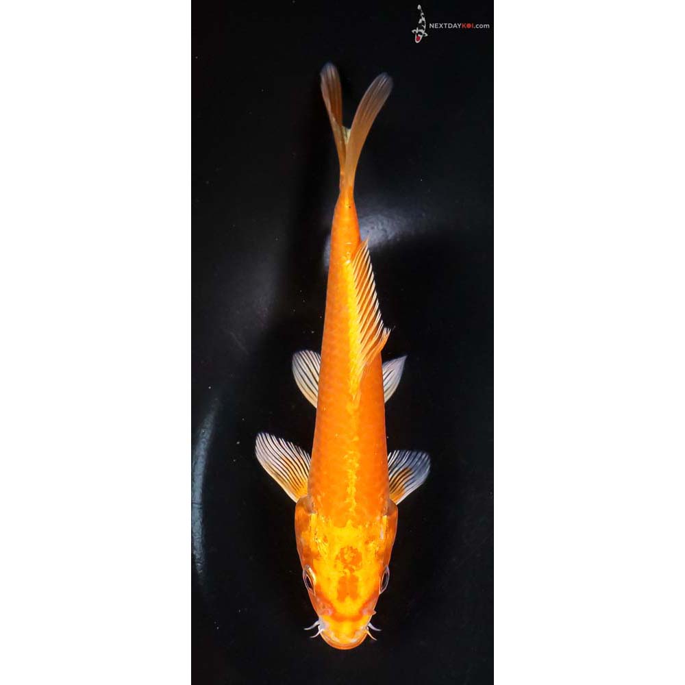 6” Imported Orenji Ogon