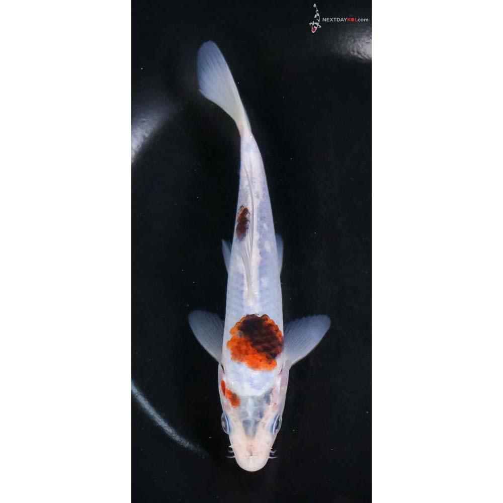 6” Imported Goromo