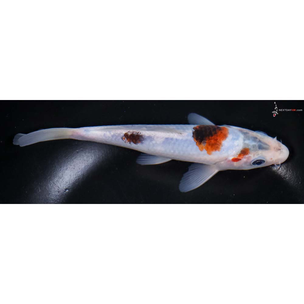 6” Imported Goromo - Image 2