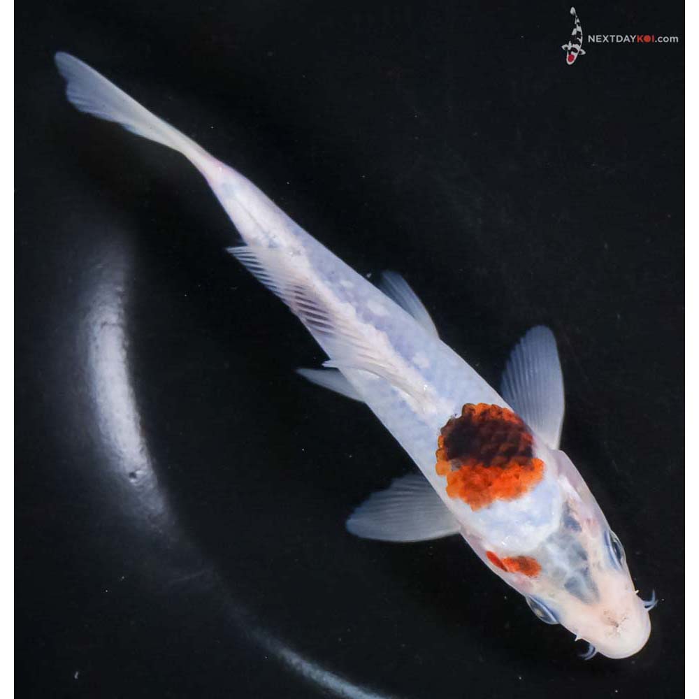 6” Imported Goromo - Image 3