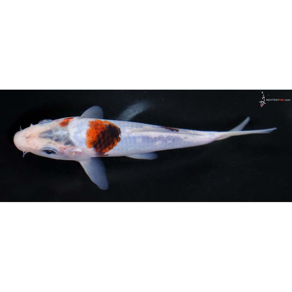 6” Imported Goromo - Image 4