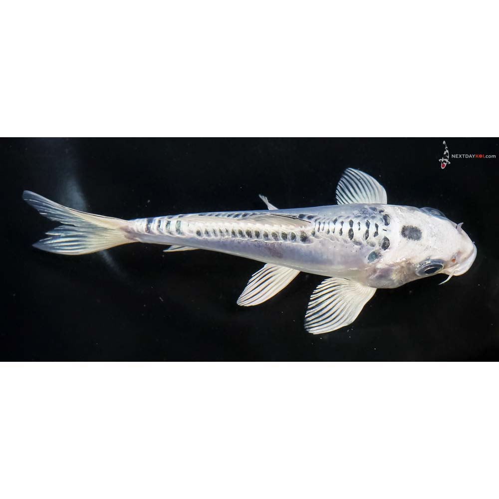 6.5” Imported Doitsu Blue Gin Matsuba - Image 2