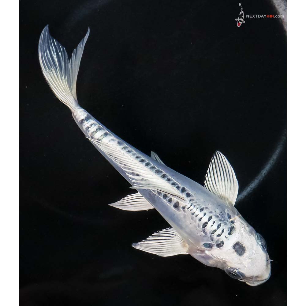 6.5” Imported Doitsu Blue Gin Matsuba - Image 3