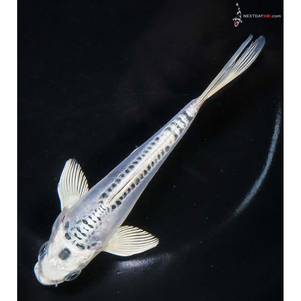 6.5” Imported Doitsu Blue Gin Matsuba - Image 5