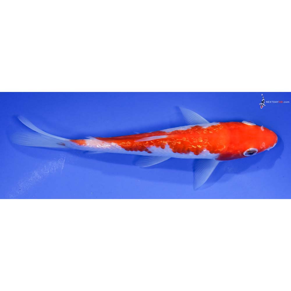 6” Imported Gin Rin Kohaku - Image 2