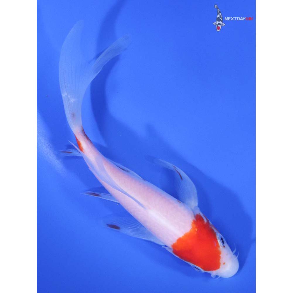 5.5" Imported Kohaku Butterfly Koi - Image 3