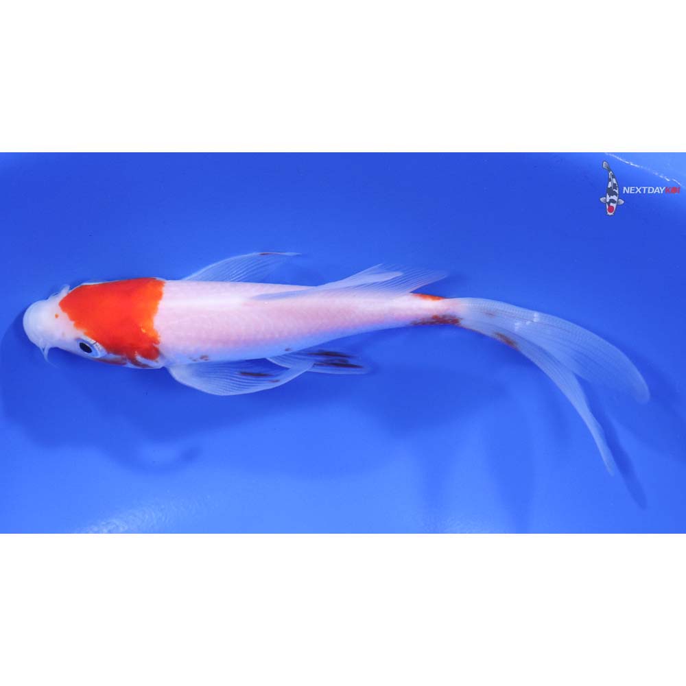 5.5" Imported Kohaku Butterfly Koi - Image 4