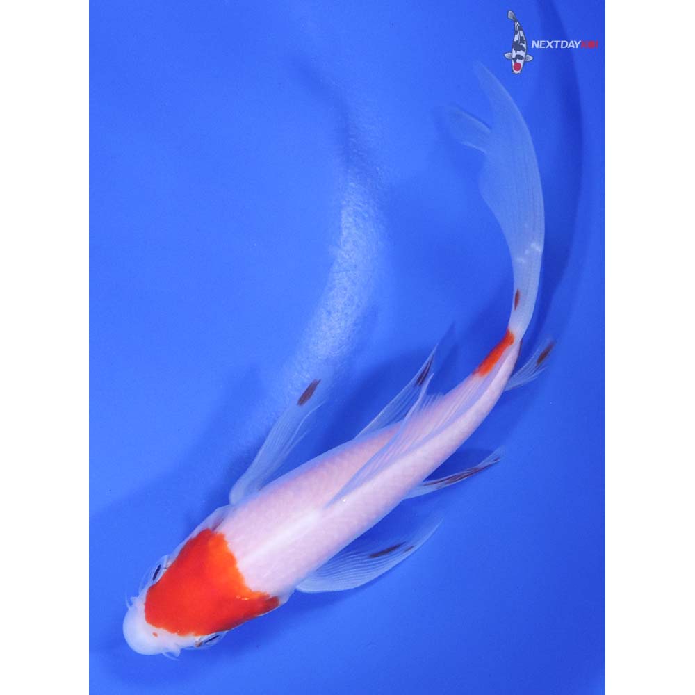 5.5" Imported Kohaku Butterfly Koi - Image 5
