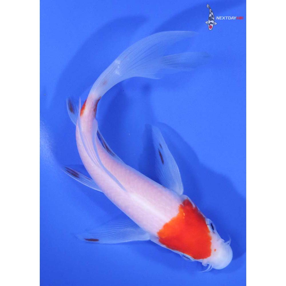 5.5" Imported Kohaku Butterfly Koi