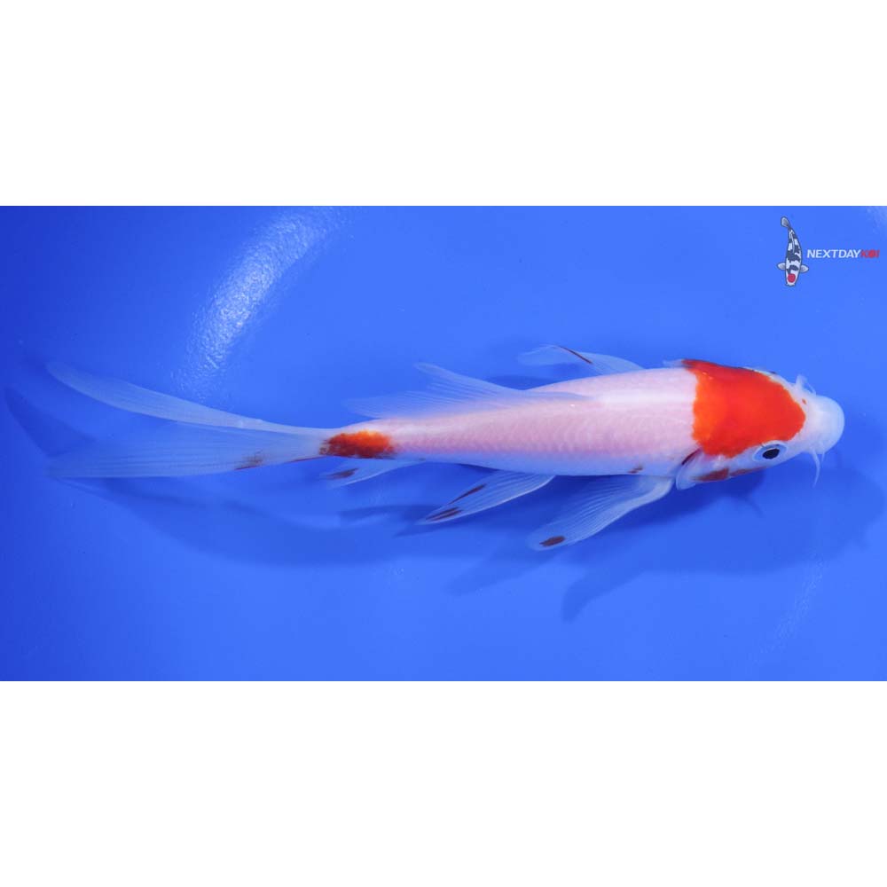 5.5" Imported Kohaku Butterfly Koi - Image 2
