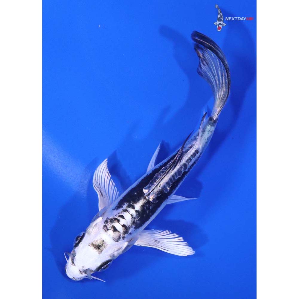 4.5" Imported Kikokuryu Butterfly Koi