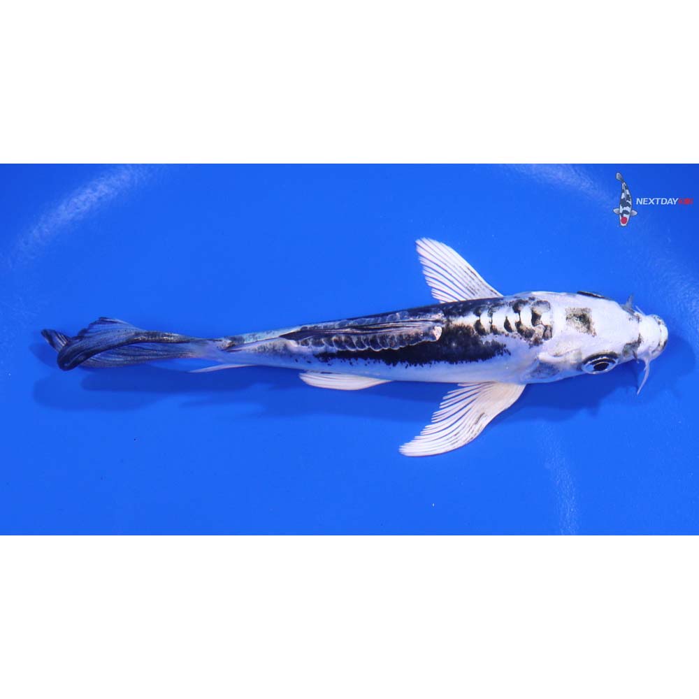 4.5" Imported Kikokuryu Butterfly Koi - Image 2