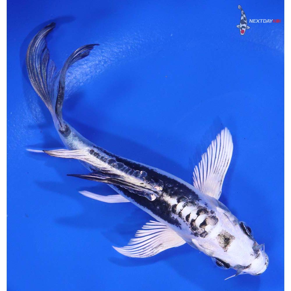 4.5" Imported Kikokuryu Butterfly Koi - Image 3