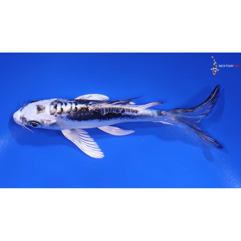 4.5" Imported Kikokuryu Butterfly Koi - Image 4