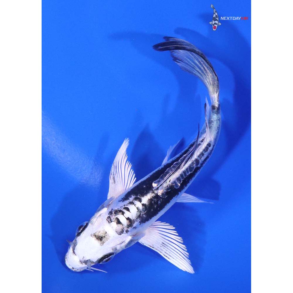 4.5" Imported Kikokuryu Butterfly Koi - Image 5