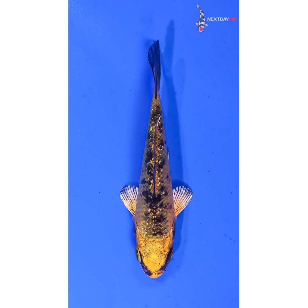 3” Imported Kin Ki Bekko