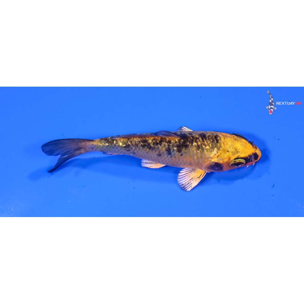 3” Imported Kin Ki Bekko - Image 2