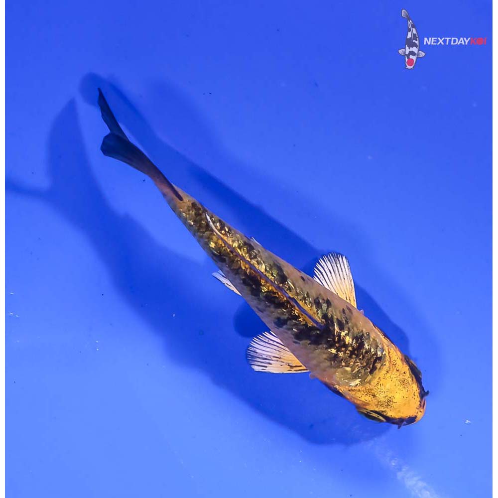 3” Imported Kin Ki Bekko - Image 3