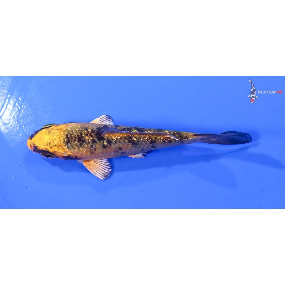 3” Imported Kin Ki Bekko - Image 4