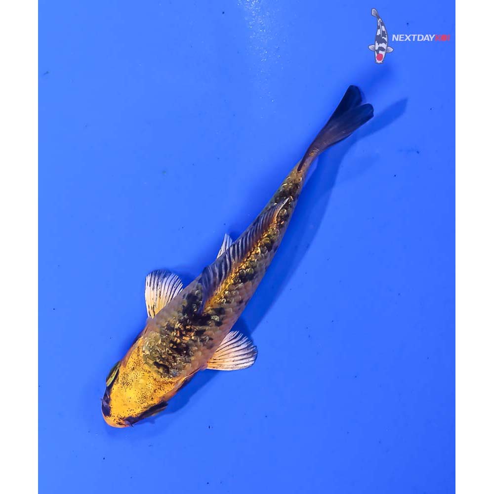 3” Imported Kin Ki Bekko - Image 5