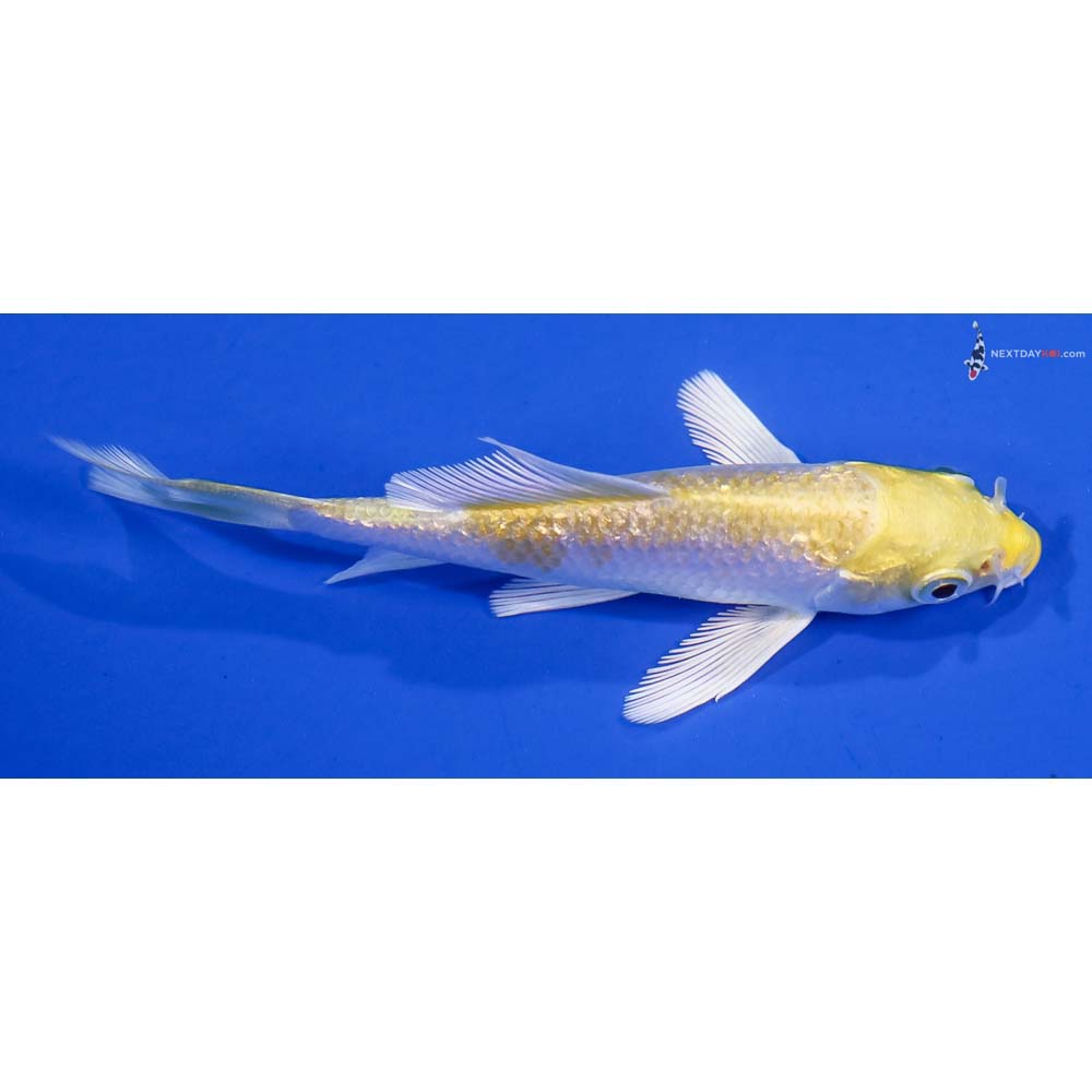 3.5” Imported Gin Rin Lemon Hariwake Butterfly Koi - Image 2