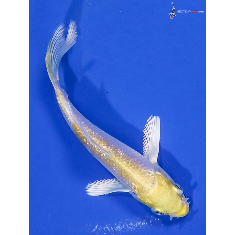 3.5” Imported Gin Rin Lemon Hariwake Butterfly Koi - Image 3