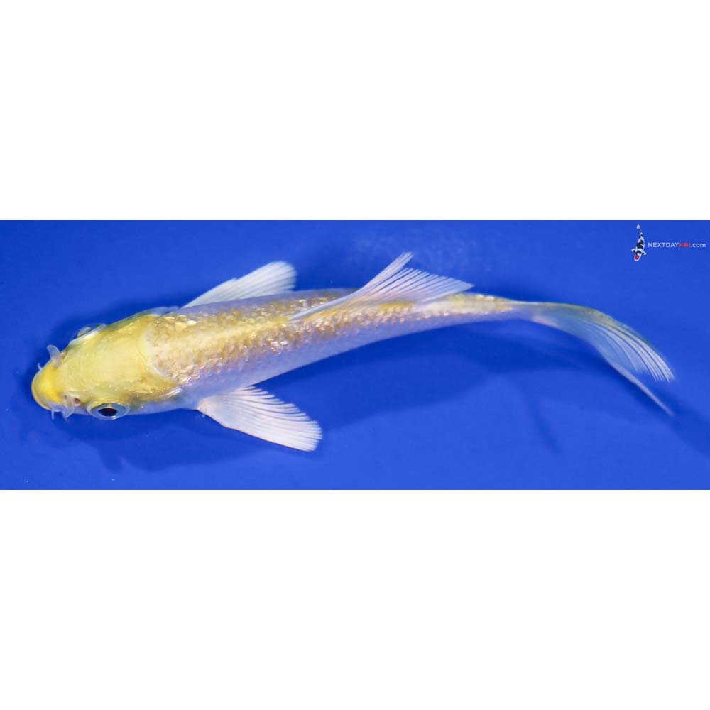 3.5” Imported Gin Rin Lemon Hariwake Butterfly Koi - Image 4