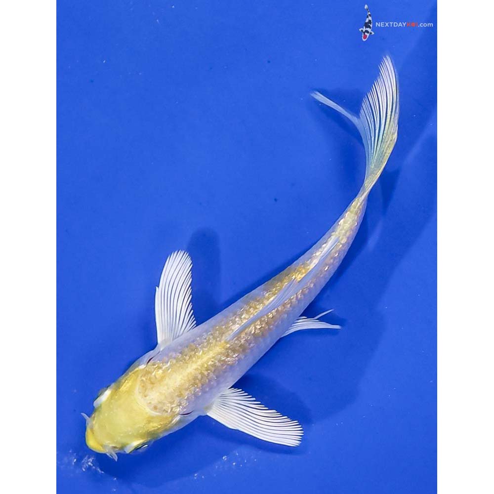 3.5” Imported Gin Rin Lemon Hariwake Butterfly Koi - Image 5