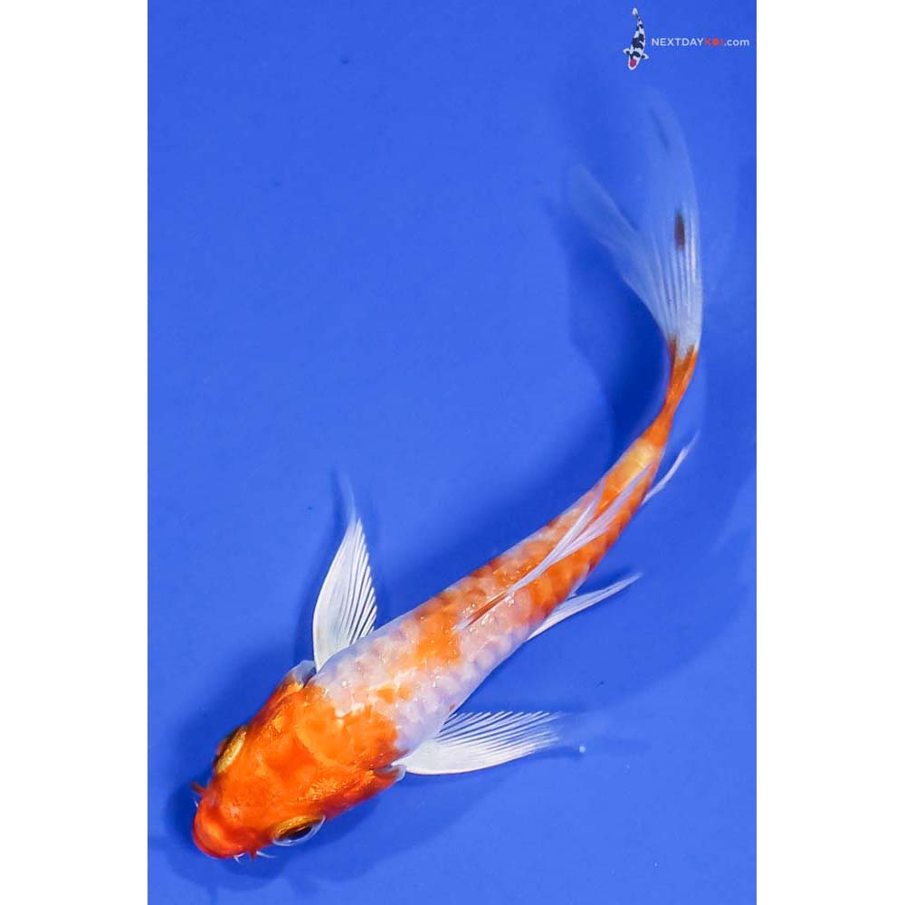 4” Imported Armor Scaled Hariwake Butterfly Koi