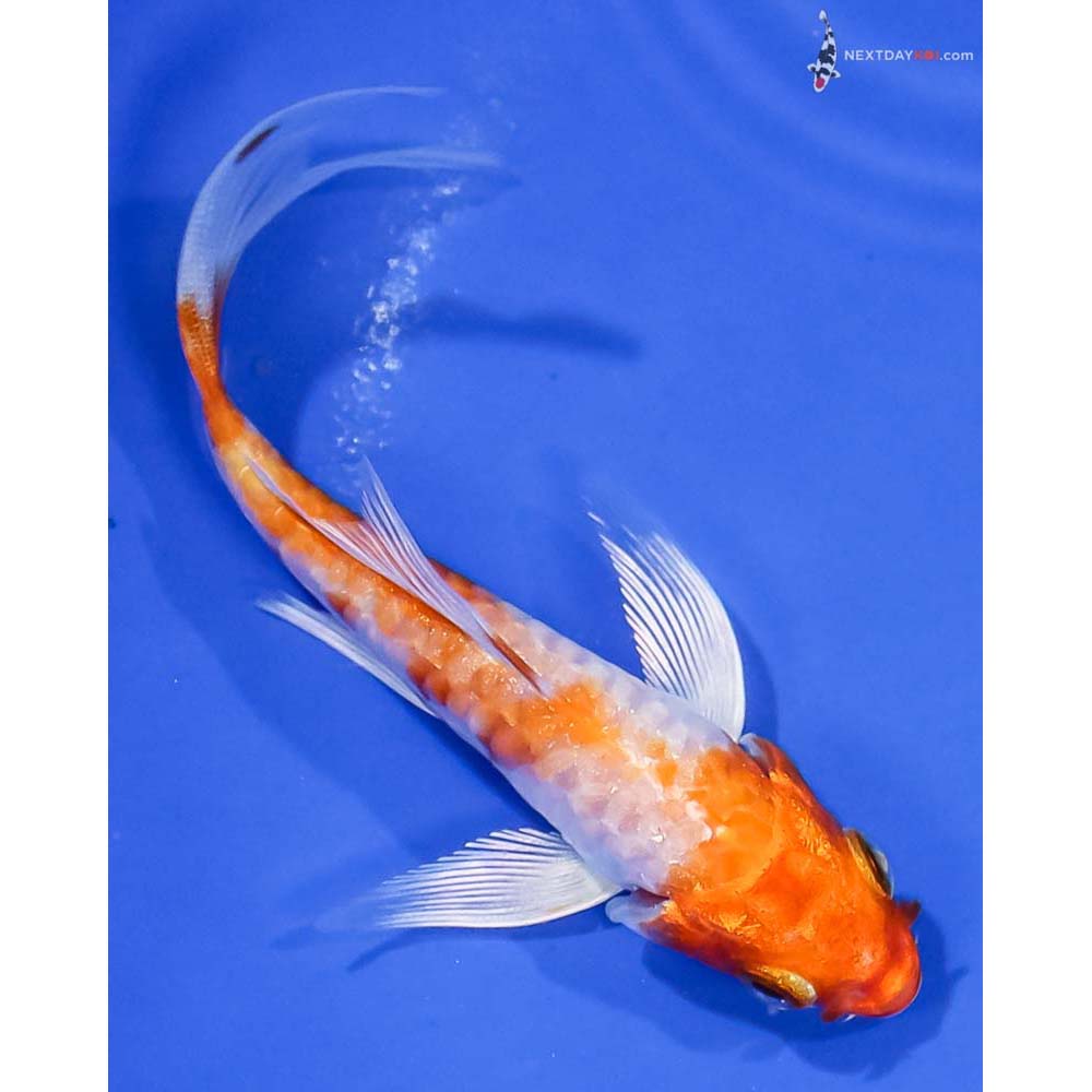 4” Imported Armor Scaled Hariwake Butterfly Koi - Image 3