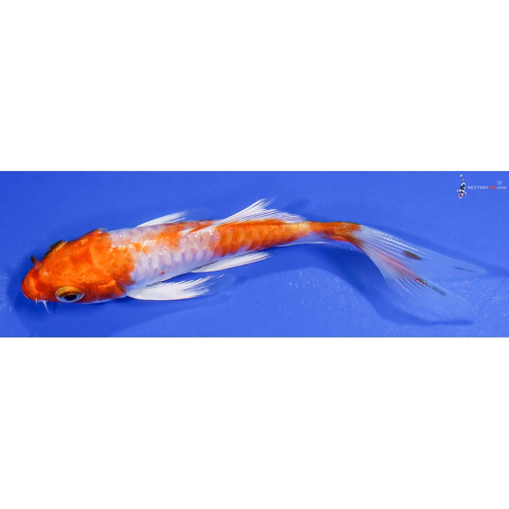 4” Imported Armor Scaled Hariwake Butterfly Koi - Image 4