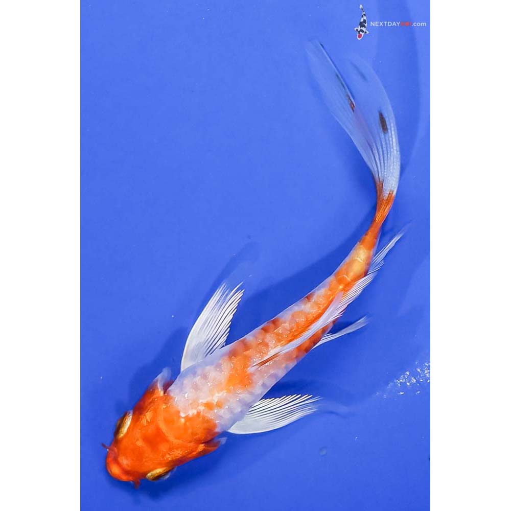 4” Imported Armor Scaled Hariwake Butterfly Koi - Image 5