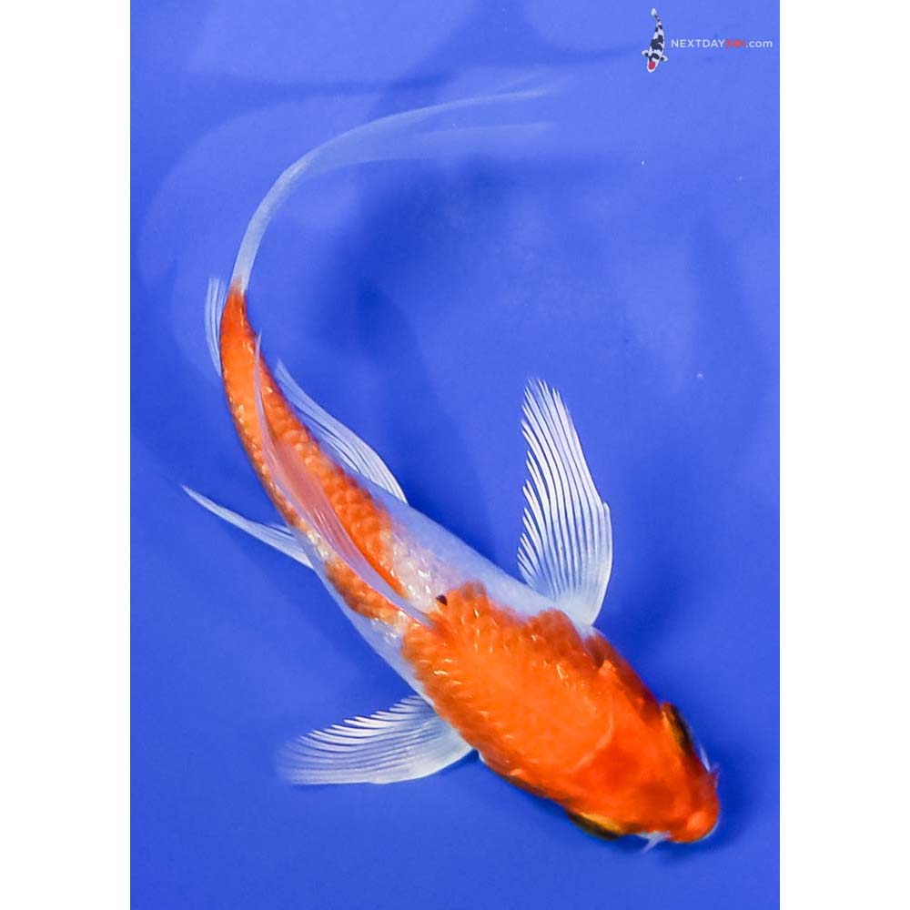 3.5” Imported Gin Rin Hariwake Butterfly Koi