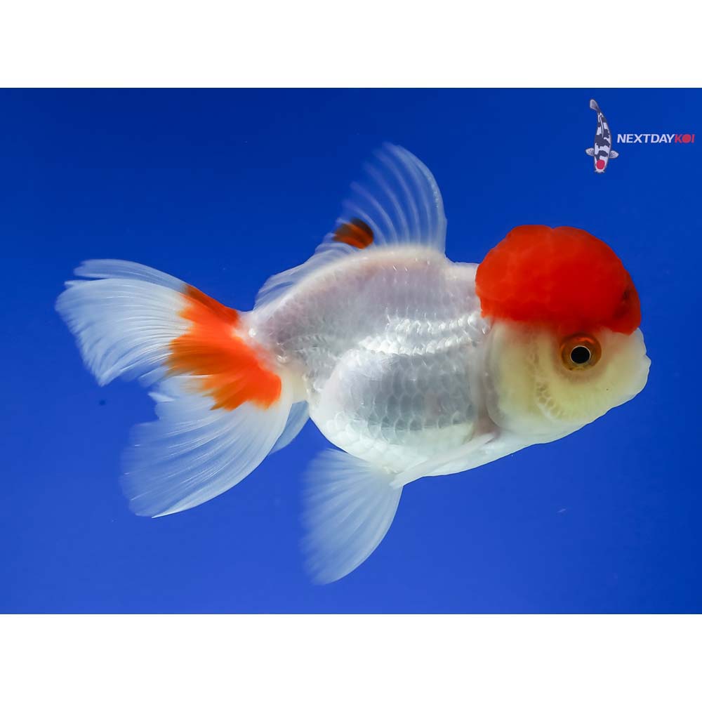 4” Imported Red and White Oranda