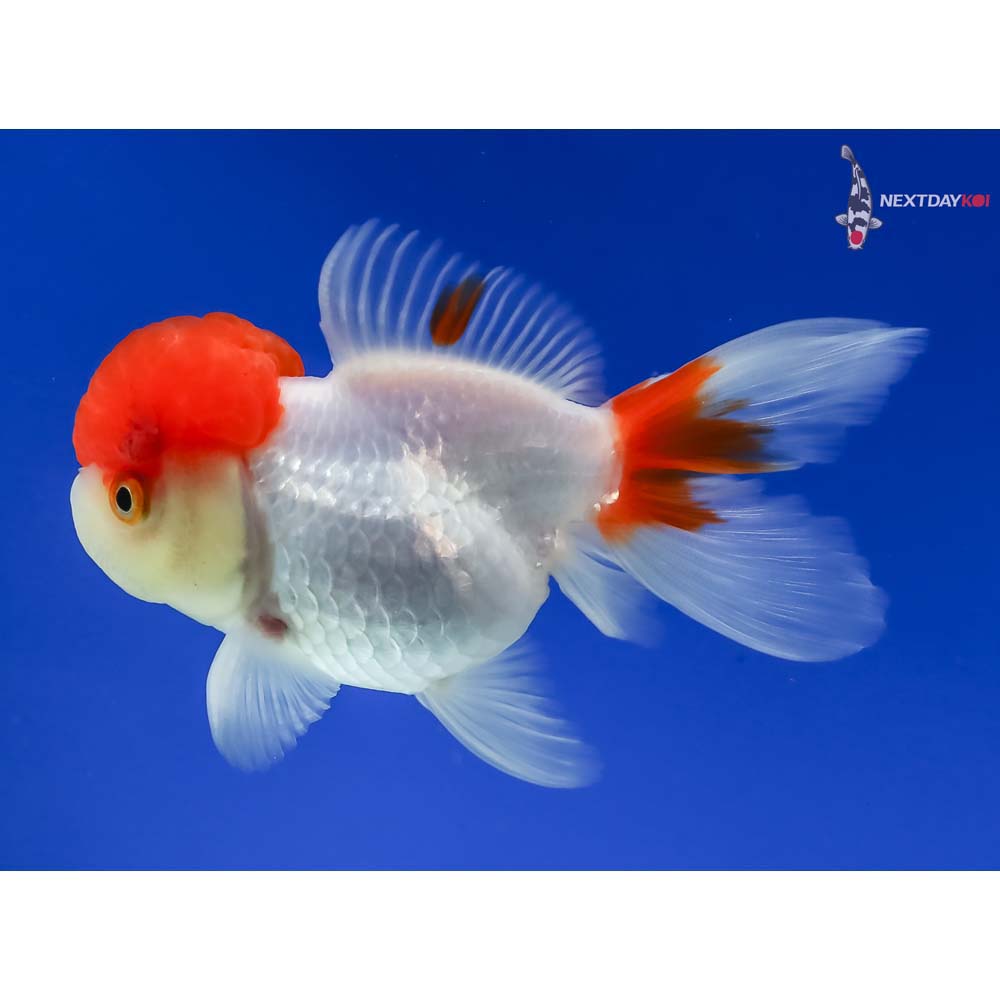 4” Imported Red and White Oranda - Image 2