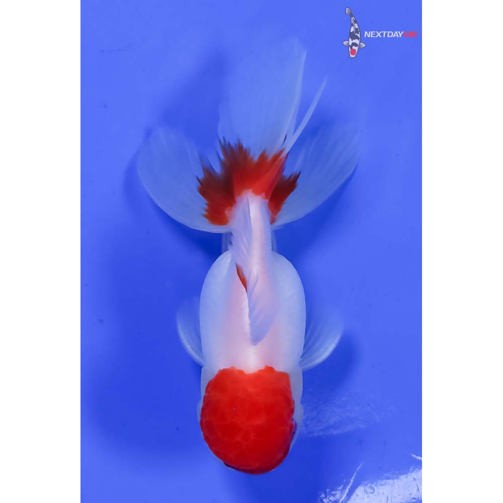 4” Imported Red and White Oranda - Image 3