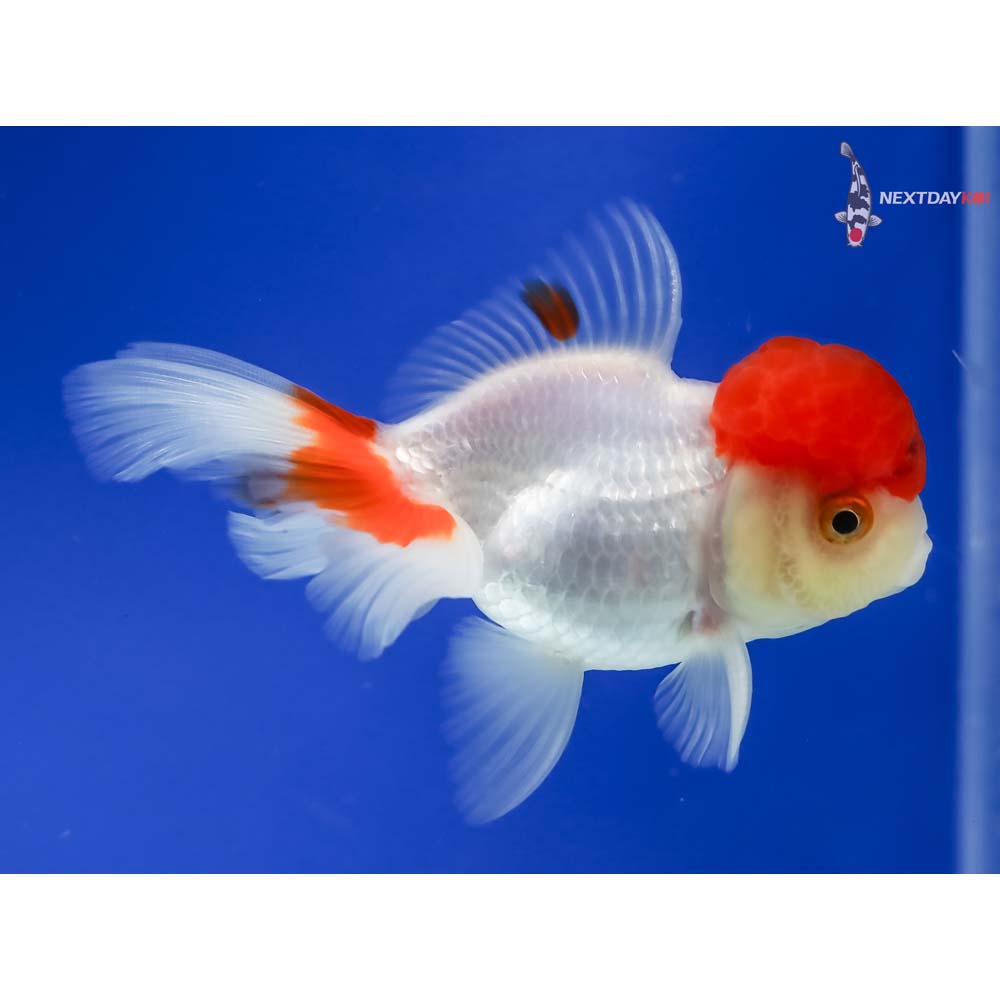 4” Imported Red and White Oranda - Image 4