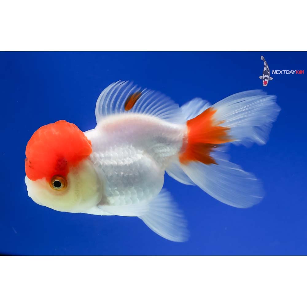 4” Imported Red and White Oranda - Image 5