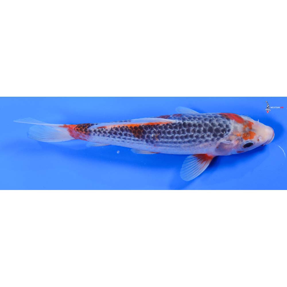 9” Imported Asagi - Image 3