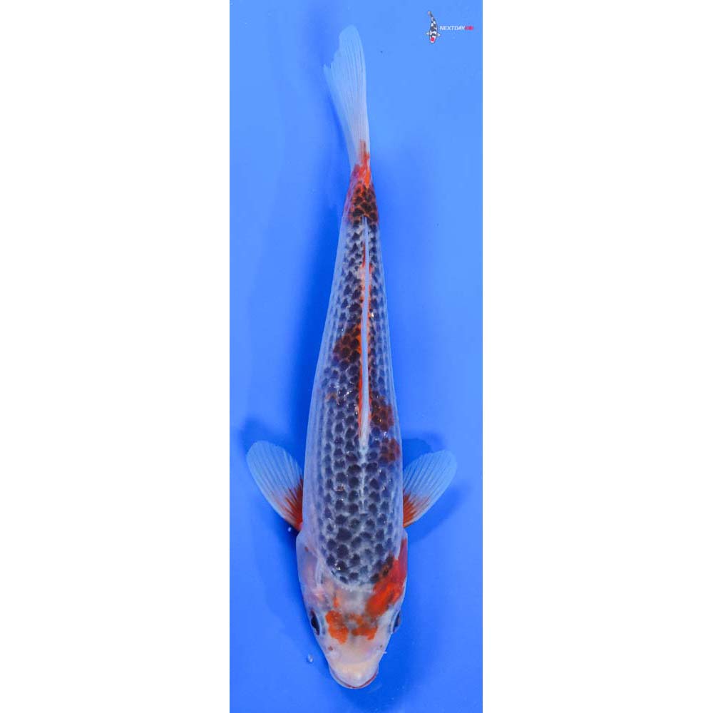 9” Imported Asagi - Image 4